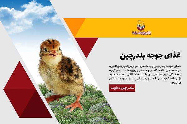 غذای جوجه بلدرچین