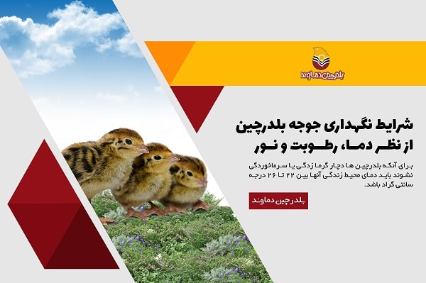 شرایط نگهداری جوجه بلدرچین