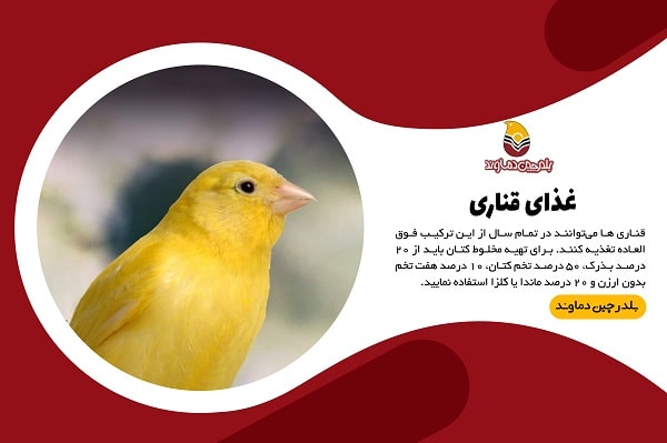 غذای قناری