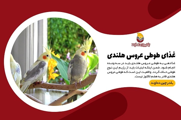غذای طوطی عروس هلندی