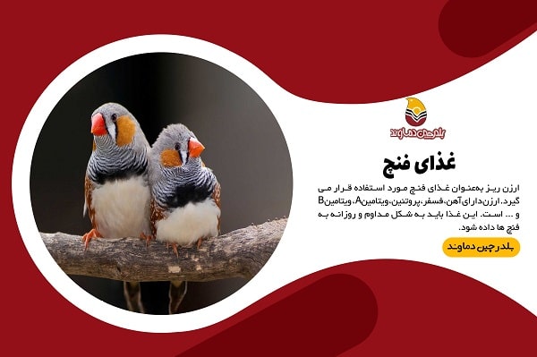 غذای فنچ