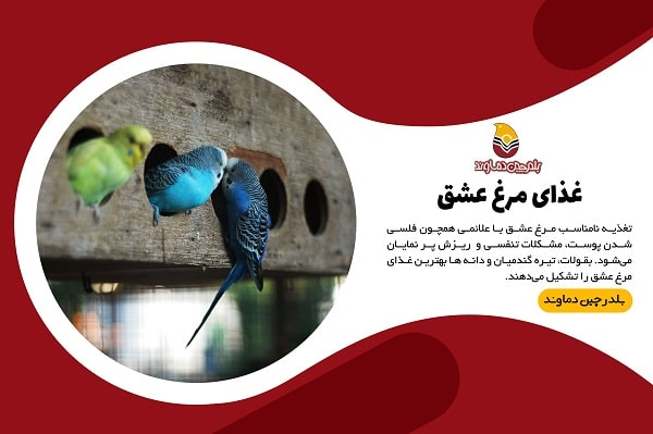 غذای مرغ عشق
