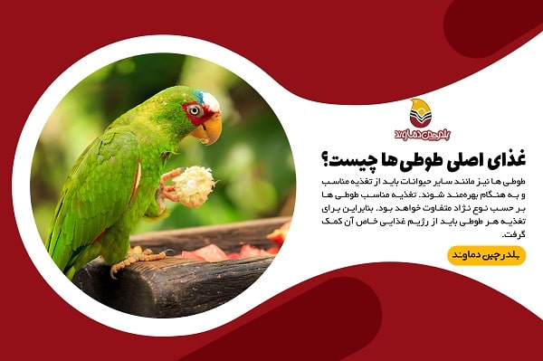 غذای اصلی طوطی ها