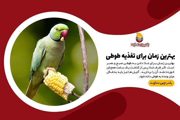 بهترین زمان غذای طوطی سانان