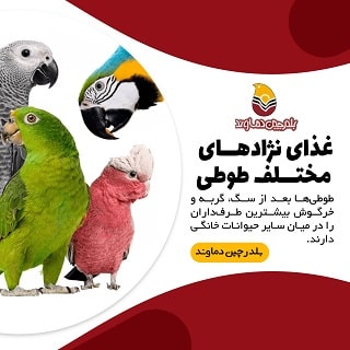 غذای نژادهای مختلف طوطی سانان