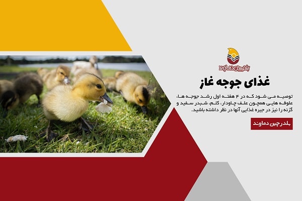 غذای جوجه غاز