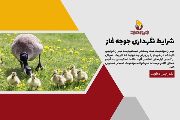شرایط نگهداری جوجه غاز