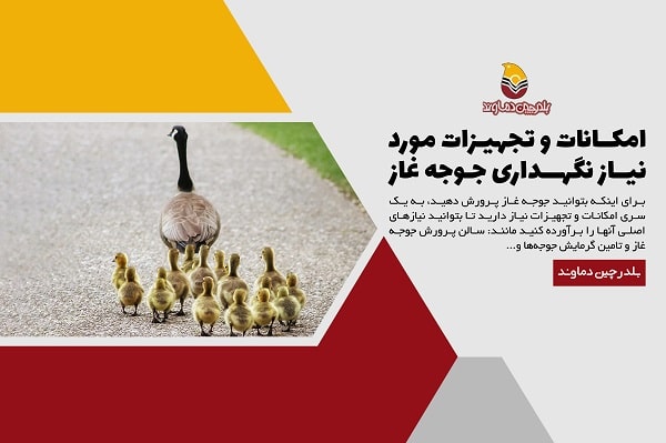 امکانات و تجهیزات مورد نیاز نگهداری جوجه غاز