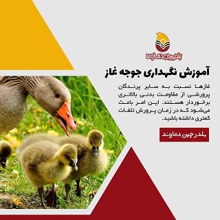آموزش نگهداری جوجه غاز